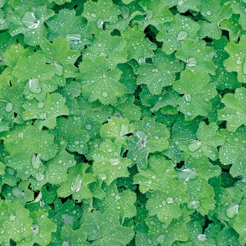 Alchemilla mollis 'Select' (074736)