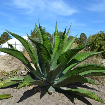 Agave salmiana var. ferox 'Bellville' (074739)