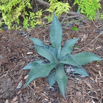 Agave 'Stormy Sieze' (074741)