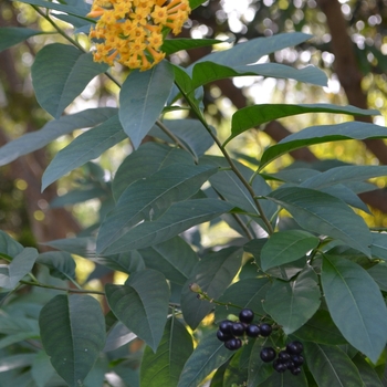 Cestrum x 'Orange Peel' (074742)