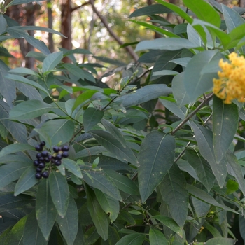 Cestrum x 'Orange Peel' (074743)