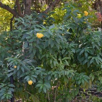 Cestrum x 'Orange Peel' (074744)