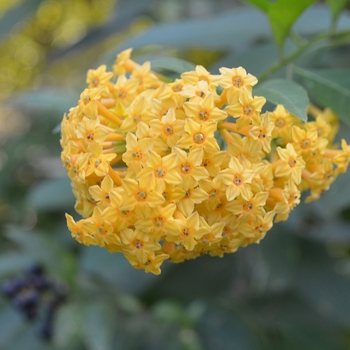 Cestrum x 'Orange Peel' (074746)