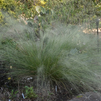 Muhlenbergia capillaris 'White Cloud' (074748)