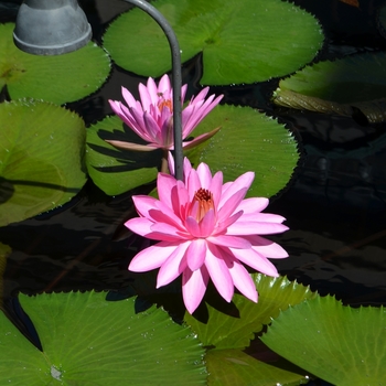 Nymphaea 'Mrs. George C. Hitchcock' (074760)