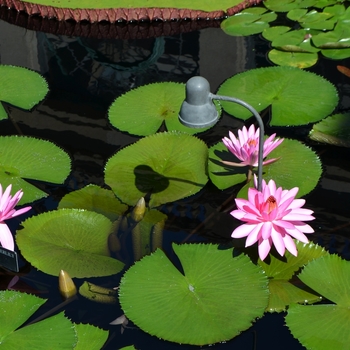 Nymphaea 'Mrs. George C. Hitchcock' (074762)