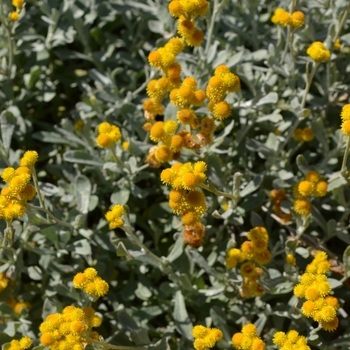 Chrysocephalum apiculatum 'Flambe® Yellow' (074768)