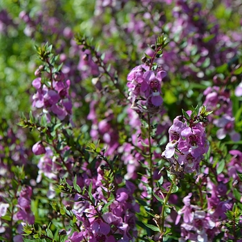 Angelonia angustifolia Serenita® 'Raspberry' (074772)