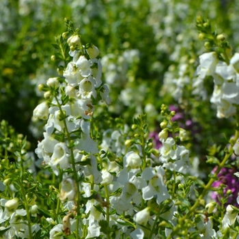 Angelonia angustifolia Serenita® 'Whiteccc' (074774)