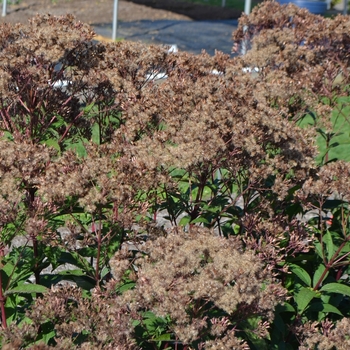 Eupatorium dubium 'Baby Joe' (074776)