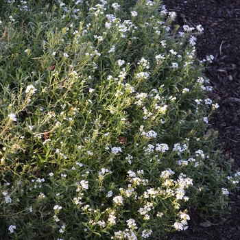 Lobularia 'White Knight®' (074800)