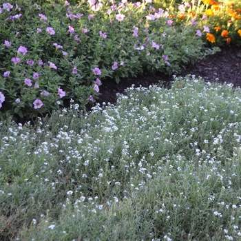 Lobularia 'White Knight®' (074801)