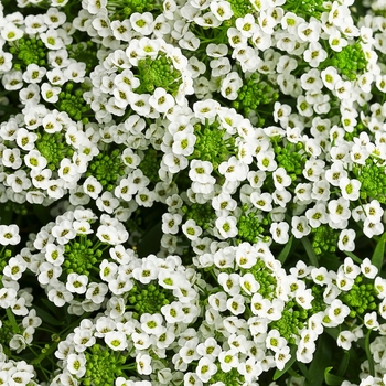 Lobularia 'White Knight®' (074803)