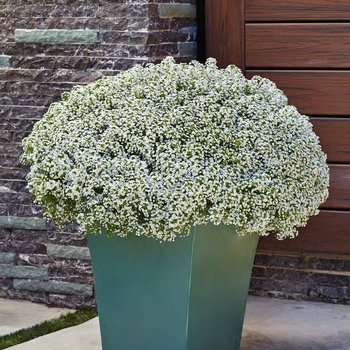 Lobularia 'White Knight®' (074804)