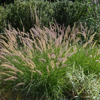 Pennisetum orientale 'Karley Rose' (074806)