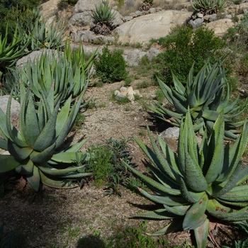 Aloe aculeata '' (075024)