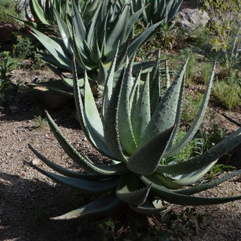 Aloe aculeata '' (075025)