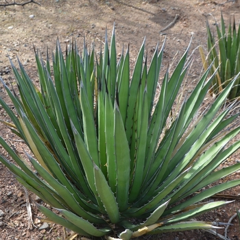 Agave lechugilla '' (075035)