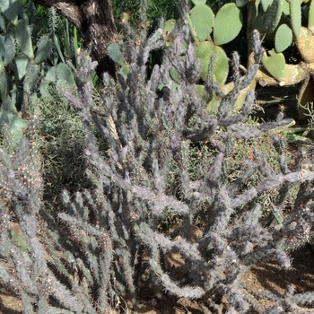 Cylindropuntia acanthocarpa '' (075050)