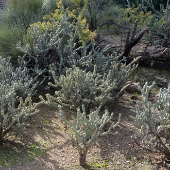 Cylindropuntia acanthocarpa 'var. Thornberi' (075098)