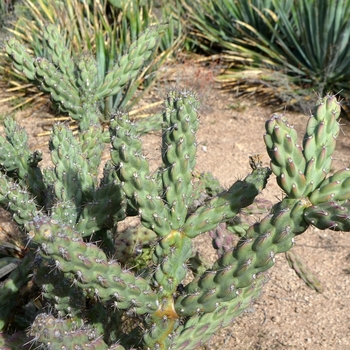 Cylindropuntia imbricata '' (075100)