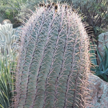 Ferocactus cylindraceus '' (075151)