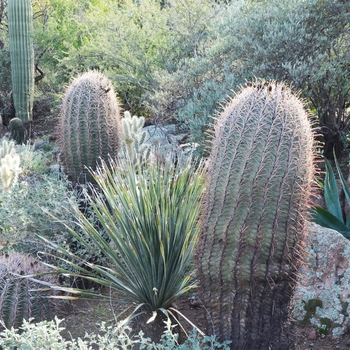 Ferocactus cylindraceus '' (075153)