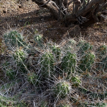 Echinocereus enneacanthus '' (075178)