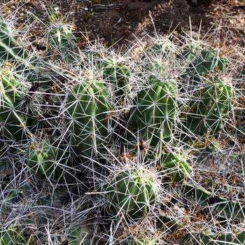 Echinocereus enneacanthus '' (075180)