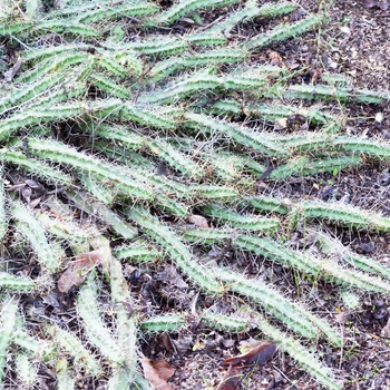 Echinocereus pentalophus '' (075181)