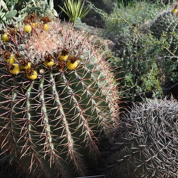 Ferocactus emoryi ssp. rectispinus '' (075183)