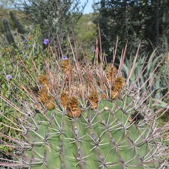 Ferocactus rectispinus '' (075186)