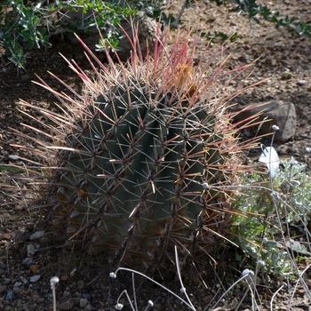 Ferocactus rectispinus '' (075187)