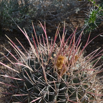 Ferocactus rectispinus '' (075188)