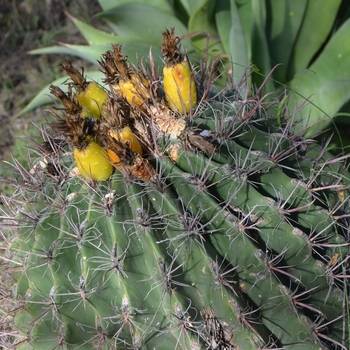 Ferocactus wislizeni '' (075189)