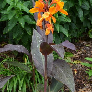 Canna x generalis 'Pacific Beauty' (075194)