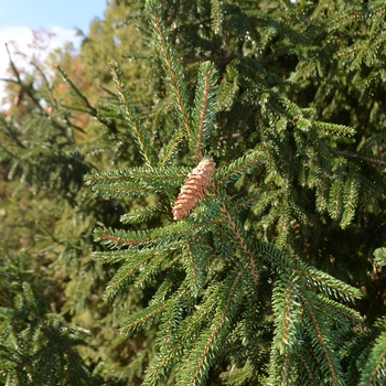 Picea orientalis 'Aureospicata' (075201)