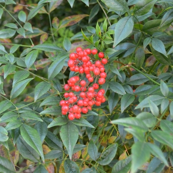 Nandina domestica 'Sunray®' (075205)