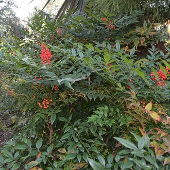 Nandina domestica 'Sunray®' (075206)