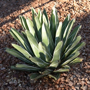 Agave victoria-reginae '' (075212)