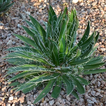 Agave victoria-reginae '' (075214)