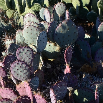 Opuntia macrocentra '' (075215)