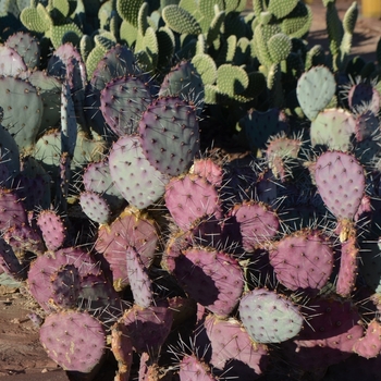 Opuntia macrocentra '' (075216)