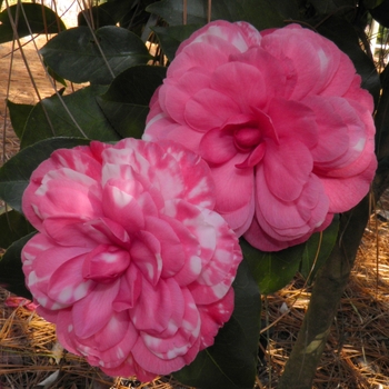 Camellia japonica 'Early Autumn Variegated' (075259)