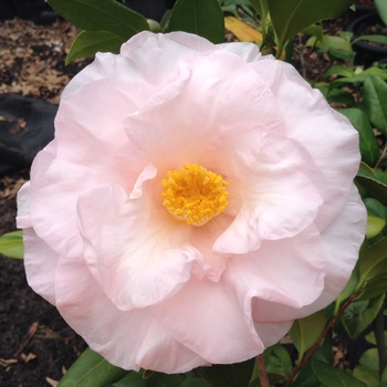 Camellia japonica 'Moonlight Bay' (075304)