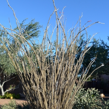 Fouquieria splendens '' (075421)