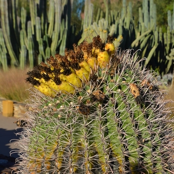 Ferocactus wislizeni '' (075422)