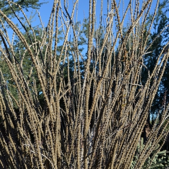 Fouquieria splendens '' (075423)