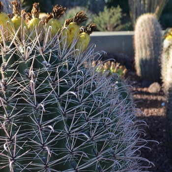 Ferocactus wislizeni '' (075426)