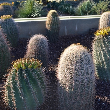 Ferocactus wislizeni '' (075427)